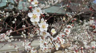 梅の花香る京都