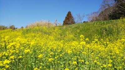 予算シリーズ 菜の花畑をめぐる2018in千葉【予算10000円】