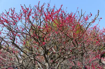 観光できなかった岡山日帰りの翌日*大阪万博記念公園へ【梅林・国立民族学博物館・日本庭園】