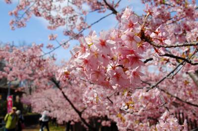 伏見淀水路の河津桜が満開でした♪