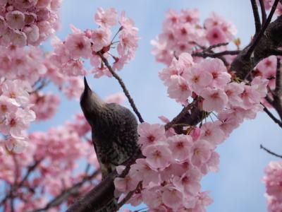 咲き急ぐ桜を追いかけて～中目黒