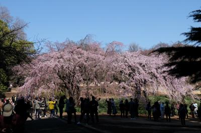 ２０１８　新宿御苑　お花見に千駄ヶ谷駅から歩きます　満開の桜が待ってました。