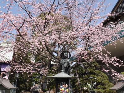 密蔵院の安行桜☆旬味そば 名倉☆2018/03/14