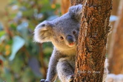 東山動物園　３月分です！！　コアラの赤ちゃんが２頭に！！