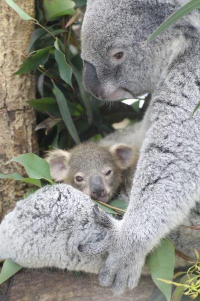 赤ちゃん大集合の春の埼玉こども動物自然公園（午後編）ねばった甲斐あってコアラの赤ちゃんとカンガルーの赤ちゃんにも会えた＆午後になってもミヤビちゃんの目やにの跡がとれず