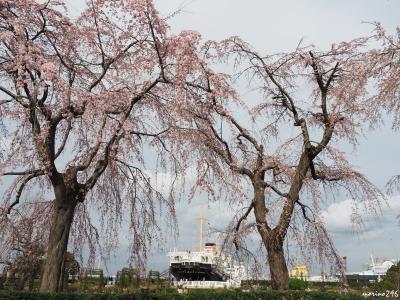 横浜散歩：桜は咲いたかな？