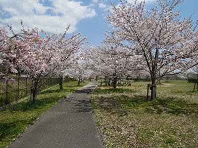 まきびさくら公園