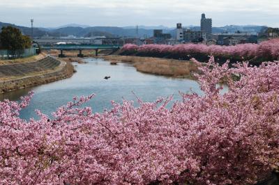 華やか　艶やか　岡崎乙川の葵桜♪