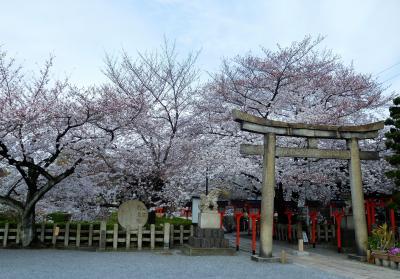 １０１７年京都　４月６日　その２　六孫王神社と梅小路公園の桜