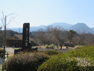 初めての伊東温泉への旅⑧大室山さくらの里散策