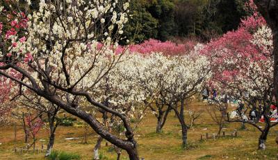 久々の山田池公園の梅園・2回目(^&#28780;^