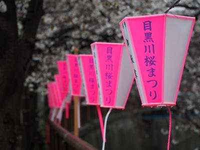 続報　目黒川さくら開花状況　2018　冷たい雨の春分の日