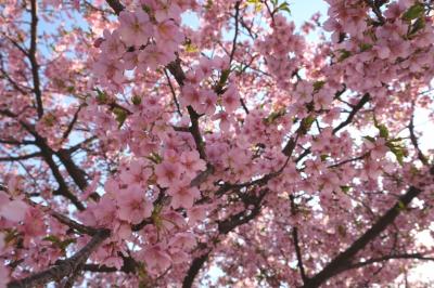 赤城山と川津桜　群馬の冬と春