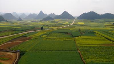 ハノイから陸路中国の雲南省へ　7 菜の花畑