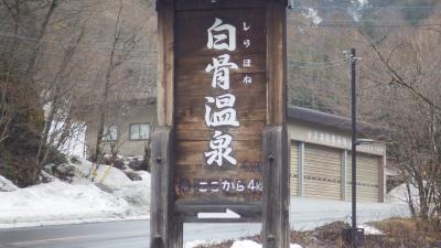 桜の咲き始めた3月に雪舞う白骨温泉