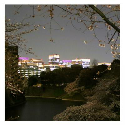 東京桜ホロホロ（散歩） 千鳥ヶ淵