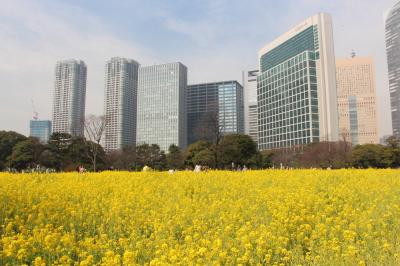 浜離宮の菜の花