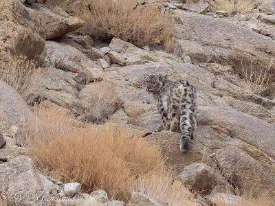 ユキヒョウを探して（後編）