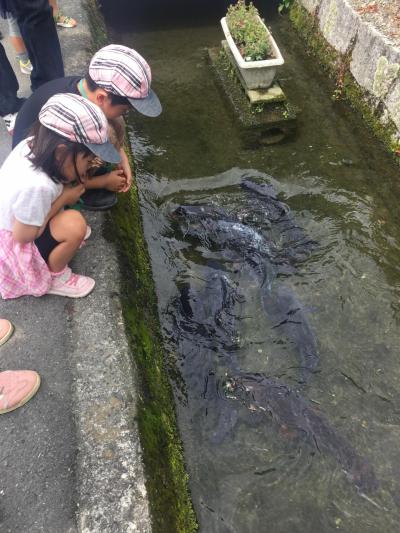 滋賀県の針江生水の郷（かばた）のきれいな水の町