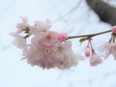 久しぶりに亀久保西公園の冬桜を見る