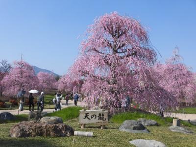 鈴鹿の森庭園のしだれ梅とランチ