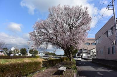 咲き始めた桜を見て来ました 2018.03.22 ＝潤井川・中央公園・小潤井川＝