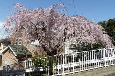 小田急団地下の枝垂れ桜－2018年