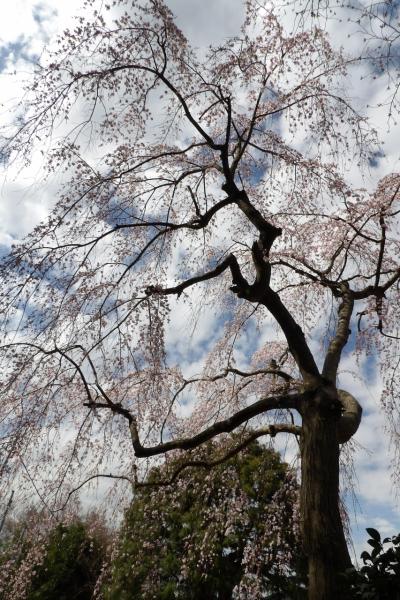 光長寺の紅枝垂れ桜－2018年