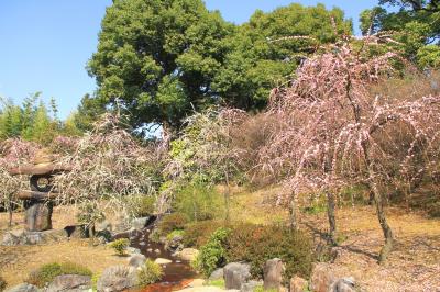 城南宮　散り初めの枝垂れ梅