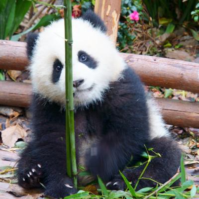 2018 春の中国ひとり旅　子パンダと麻辣にしびれる！成都編