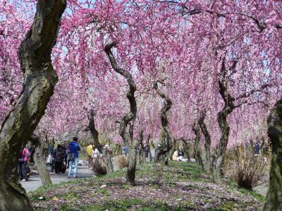 春だ、花だ！　いなべ市梅林公園（三重県・いなべ）と木曽三川公園（岐阜県・海津）へ