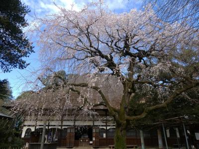 茂林寺のシダレザクラ_2018_まだ２～３分咲き、見頃はもう少し先です。（群馬県・館林市）