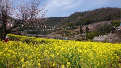 広島☆杏と菜の花を楽しみました