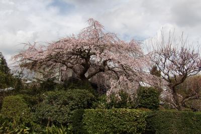 石井家の紅枝垂れ桜－2018年