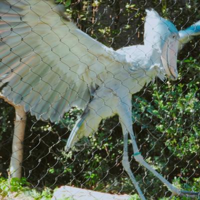 初シャンシャン！久しぶりの上野動物園