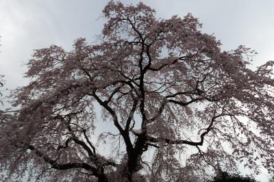 西林寺の紅枝垂れ桜－2018年