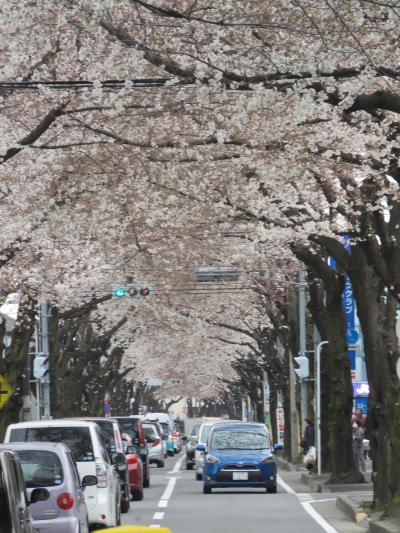 亀久保桜通りの桜トンネルは満開になりました〔作成中〕