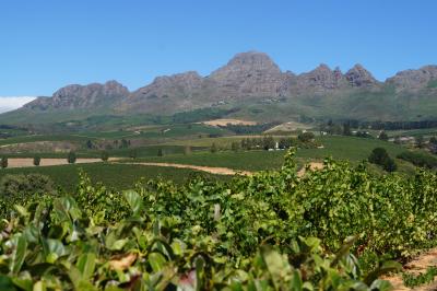南アフリカ3週間　ドライブ旅行記  ２　素敵なワインナリーへ