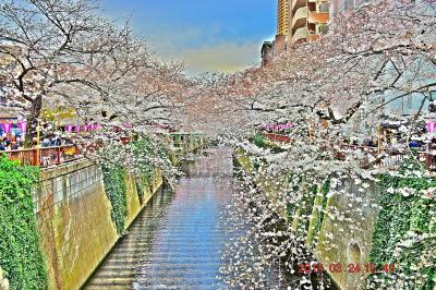 【東京散策78-2】桜満開となった大混雑の目黒川を早速歩いてみた　≪昼編≫