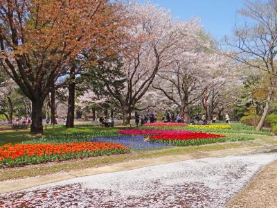 花の立川　昭和記念公園　4月中旬　I