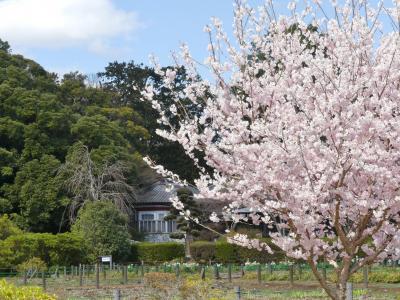 つつじが岡第二公園のサクラ_2018_サクラは少しですが、春の散歩には良いところです。（群馬県・館林市）