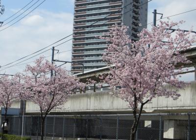 外堀界隈は　卒業式と桜で賑やか　♪♪