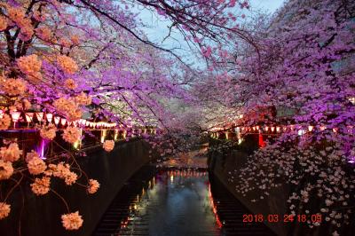 ☆34【東京散策78-3】 桜満開となった大混雑の目黒川を早速歩いてみた　≪夜桜編≫