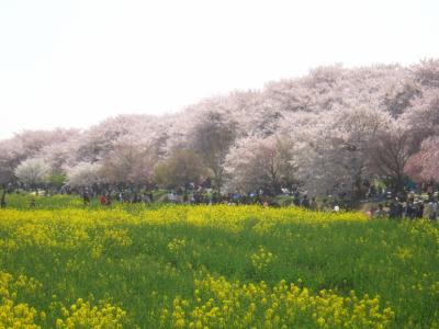 幸手権現堂桜堤で満開のさくらと菜の花のコラボレーション(^^)v