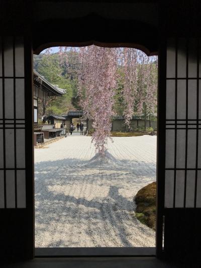 滞在時間4時間半(^^;) 駆け足で巡る京都の食と桜2018（メインは高台寺の桜）