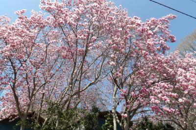 西方寺（横浜市港北区新羽町）－2018年桜の頃