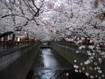 桜を求めて（第一弾）・・・椿山荘の桜ランチブッフェと東京桜散歩♪♪