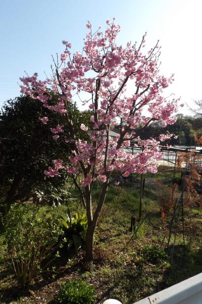 新羽町の桜風景