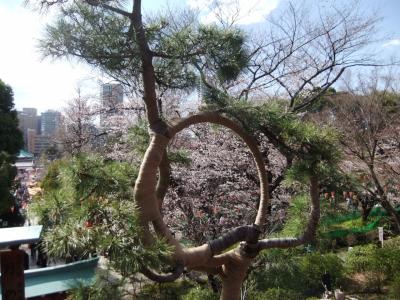 桜が咲き始めた上野公園から根津神社までの散策