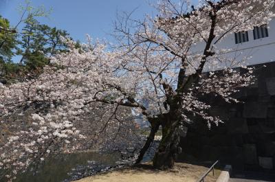 皇居乾通り春の一般公開(桜)2018